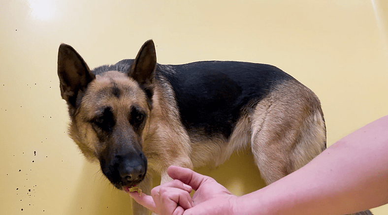 sitting-with-dogs-82-Sparkles